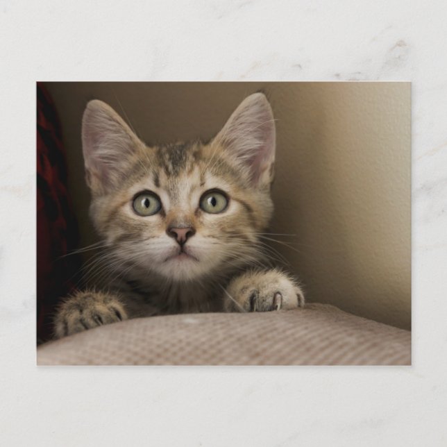 Very Sweet Tabby Kitten Postkarte (Vorderseite)