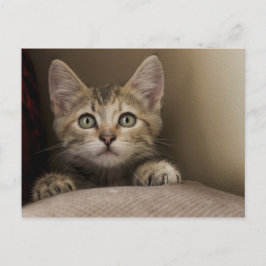 Very Sweet Tabby Kitten Postkarte