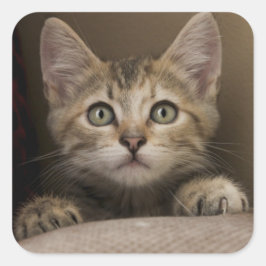 Very Sweet Tabby Kitten Quadratischer Aufkleber