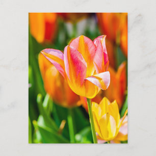 Verzaubernde Tulpen 17 Postkarte