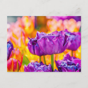 Verzaubernde violette Tulpen Postkarte