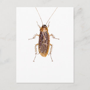 VERZAUBERT ROACH POSTKARTE
