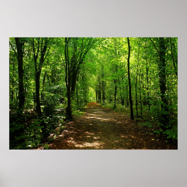 Verzauberte Forststraße 5 Poster (Vorne)