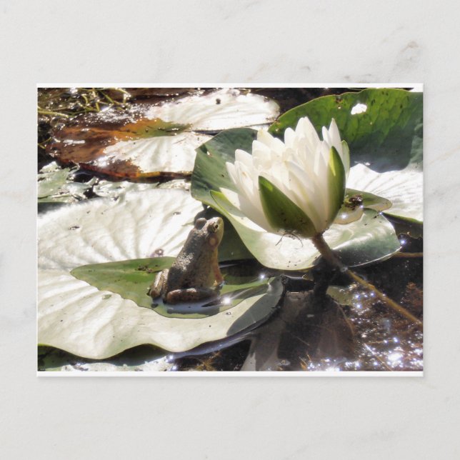 Verzauberter Frosch Postkarte (Vorderseite)