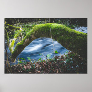 Verzauberter magischer Wald Poster