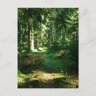 verzauberter Wald Postkarte