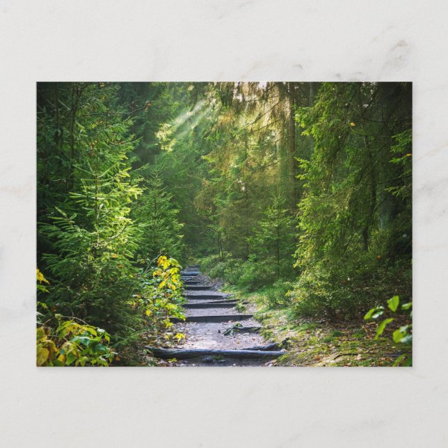 Verzauberter Waldweg 1 Postkarte (Vorderseite)