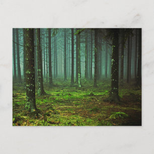 verzaubertes Waldwald 1 Postkarte