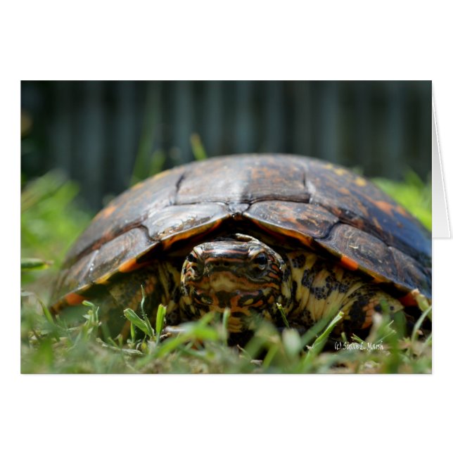 Verzierte Holzschildkröte auf seiner Ebene im Gras (Vorderseite (Horizontal))