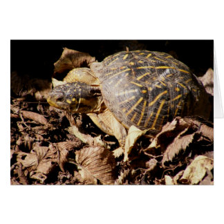 Verzierte Kasten-Schildkröte