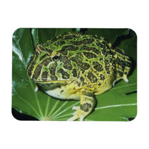 Verzierter gehörnter Frosch, (Ceratophrys ornata) Magnet