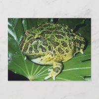 Verzierter gehörnter Frosch, (Ceratophrys ornata),