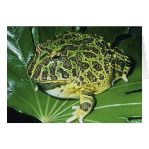Verzierter Hornfrosch (Ceratophrys ornata),