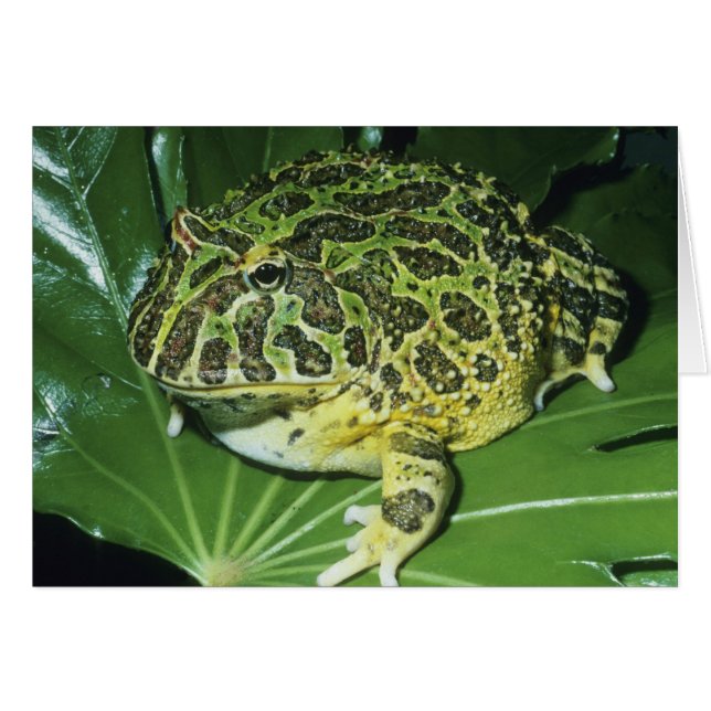 Verzierter Hornfrosch (Ceratophrys ornata), (Vorderseite (Horizontal))