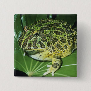 Verzierter Hornfrosch (Ceratophrys ornata), Button