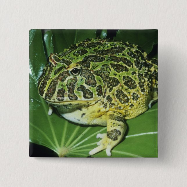 Verzierter Hornfrosch (Ceratophrys ornata), Button (Vorderseite)