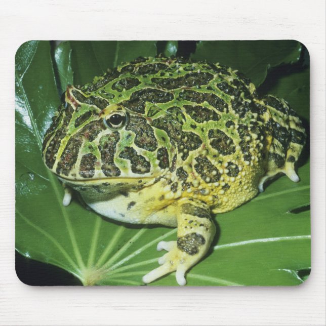 Verzierter Hornfrosch (Ceratophrys ornata), Mousepad (Vorne)