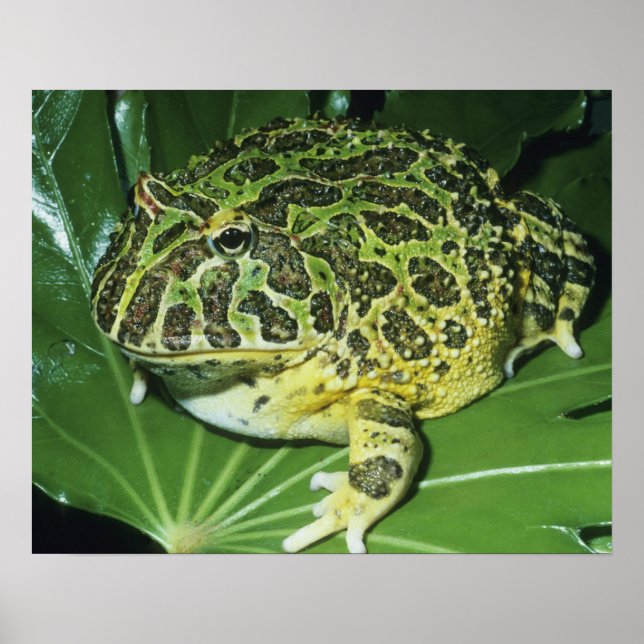 Verzierter Hornfrosch (Ceratophrys ornata), Poster (Vorne)