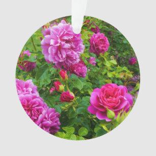 Verzierung Prinzessin-Anne Rose #2-1 Ornament