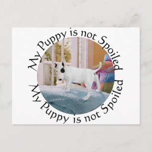 Verzogen? Bull Terrier Welpe . . . Nein Postkarte