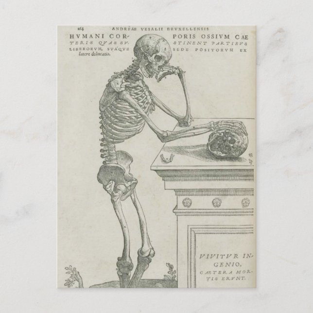 Vesalius Skelettbild Postkarte (Vorderseite)