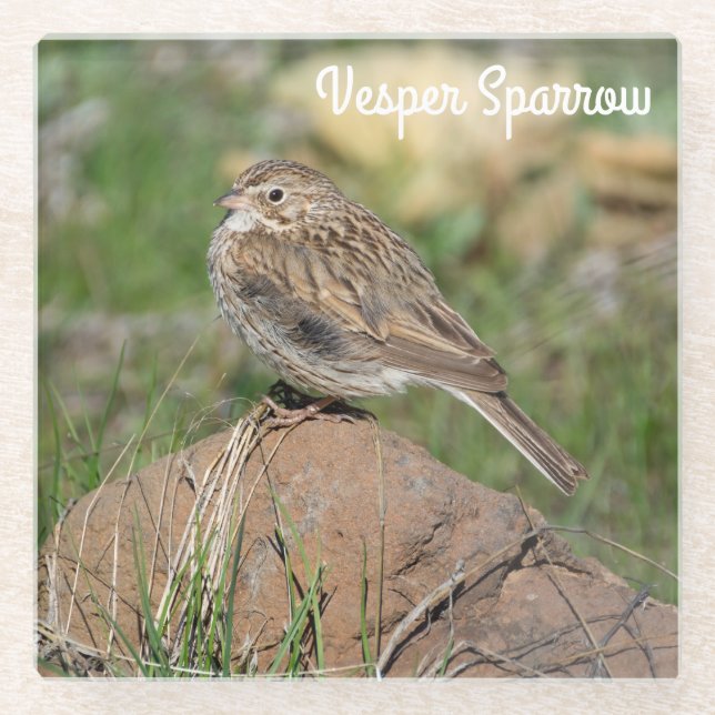 Vesper Sparrow Glasuntersetzer (Vorderseite)