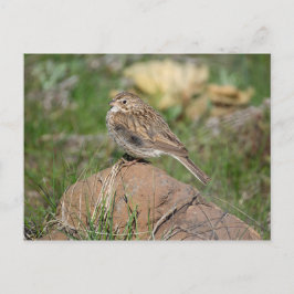 Vesper Sparrow Postkarte