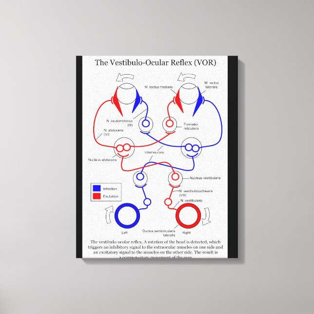 Vestibulo Ocular Reflex VOR Augenbewegung stabilis Leinwanddruck (Vorderseite)