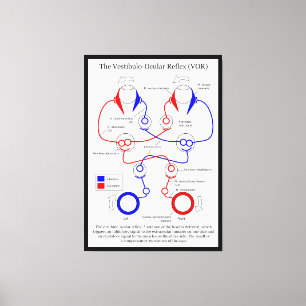 Vestibulo Ocular Reflex VOR Augenbewegung stabilis Leinwanddruck