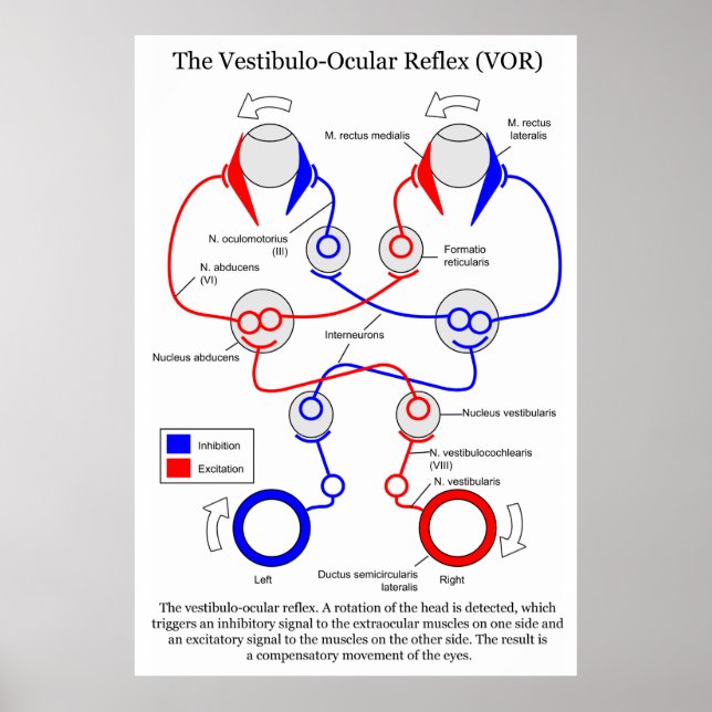 Vestibulo Ocular Reflex VOR Augenbewegung stabilis Poster (Vorne)