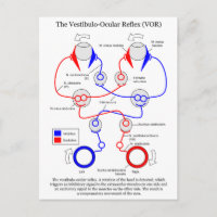 Vestibulo Ocular Reflex VOR Augenbewegung stabilis