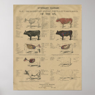 Veterinär Ox Rind Anatomie Illustrationen Poster