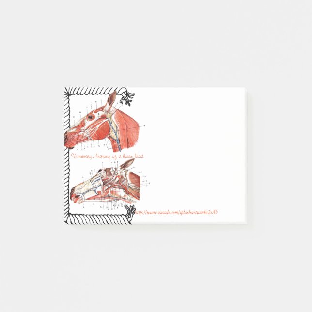 "Veterinäranatomie eines Pferdekopfs " Post-it Klebezettel (Vorderseite)