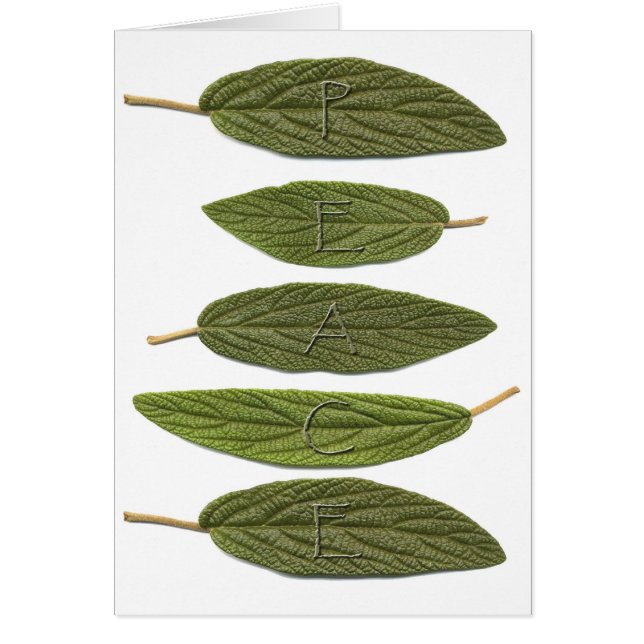 VIBIRNUM verlasse PEACE (Vorne)