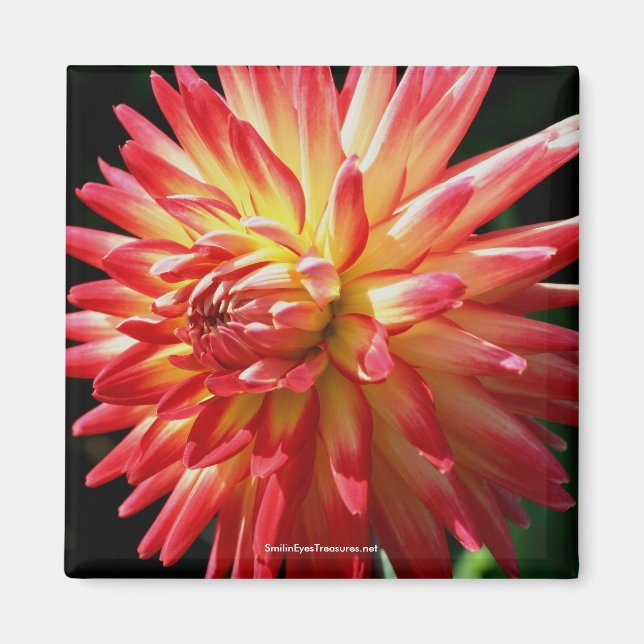 Vibranding Red Dahlia Flower Fotografy Magnet (Vorne)