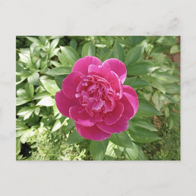Vibranly Pink Peony Blume Postcard Postkarte (Vorderseite)