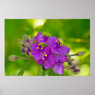 Vibranly Violet Spiderwort Wildblume Poster