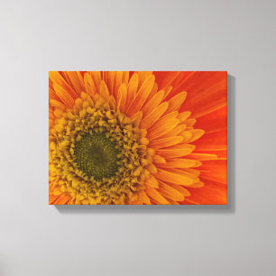Vibrannt Orange Gerbera Daisy Stretched Canvas Pri Leinwanddruck