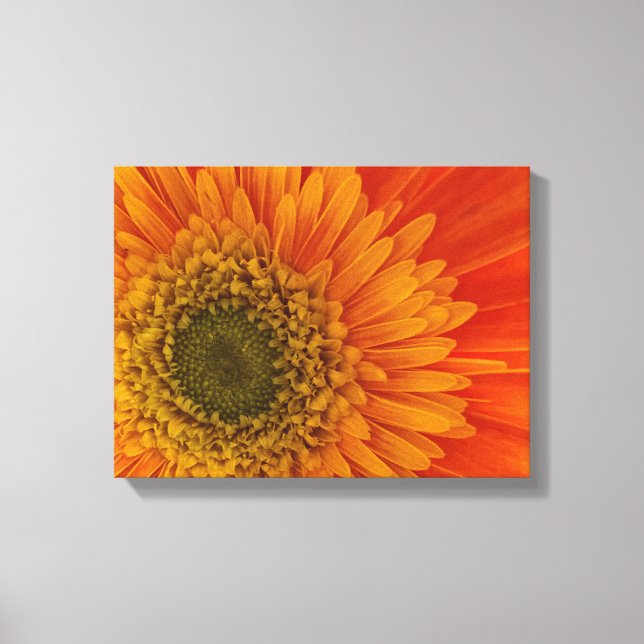 Vibrannt Orange Gerbera Daisy Stretched Canvas Pri Leinwanddruck (Vorderseite)