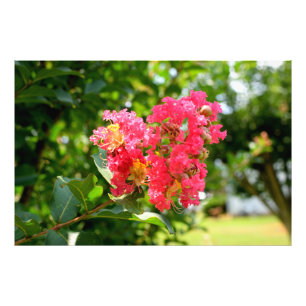 Vibrant Crepe Myrtle Tree Fotodruck