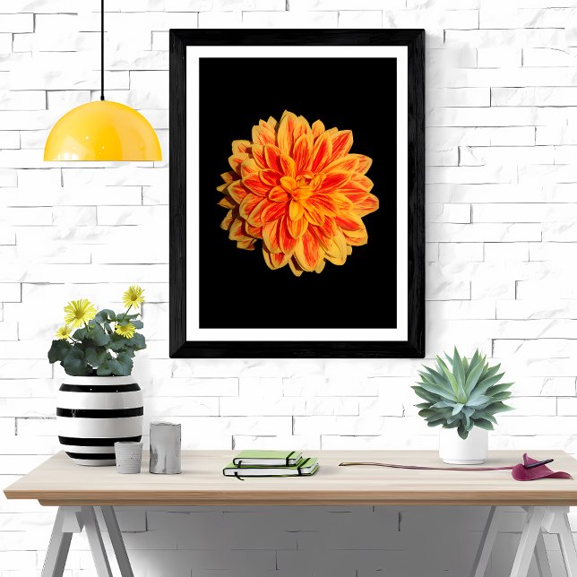 Vibrant Dahlia Fotodruck (Von Creator hochgeladen)
