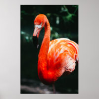 VIBRANT FLAMINGO - FOTOGRAPH