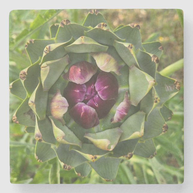 Vibrant Green and Purple Tuscan Artichoke Steinuntersetzer (Vorderseite)