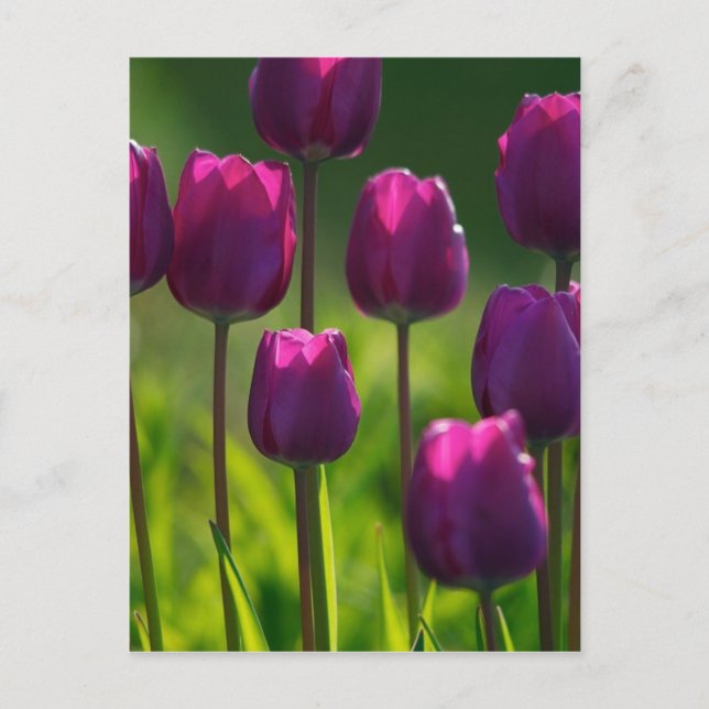VIBRANT LILA TULIPS POSTKARTE (Vorderseite)