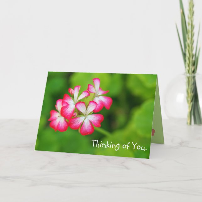 Vibrant Pink Geraniums Wird Greeting Card Karte (Vorderseite)