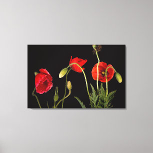 Vibrant Red Poppies on Black Leinwanddruck