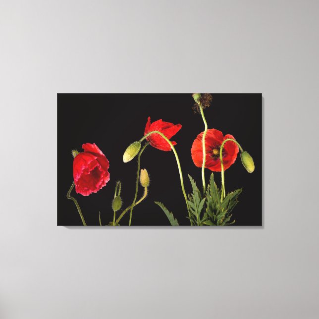 Vibrant Red Poppies on Black Leinwanddruck (Vorderseite)