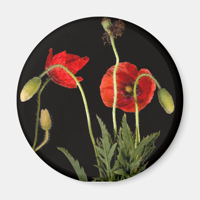 Vibrant Red Poppies on Black Magnet (Vorne)