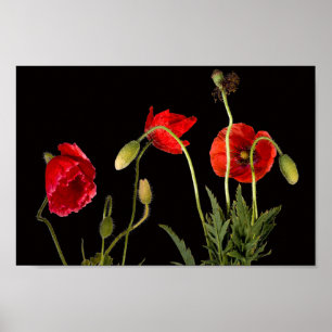 Vibrant Red Poppies on Black Poster
