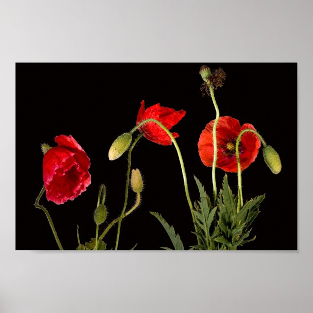 Vibrant Red Poppies on Black Poster (Vorne)